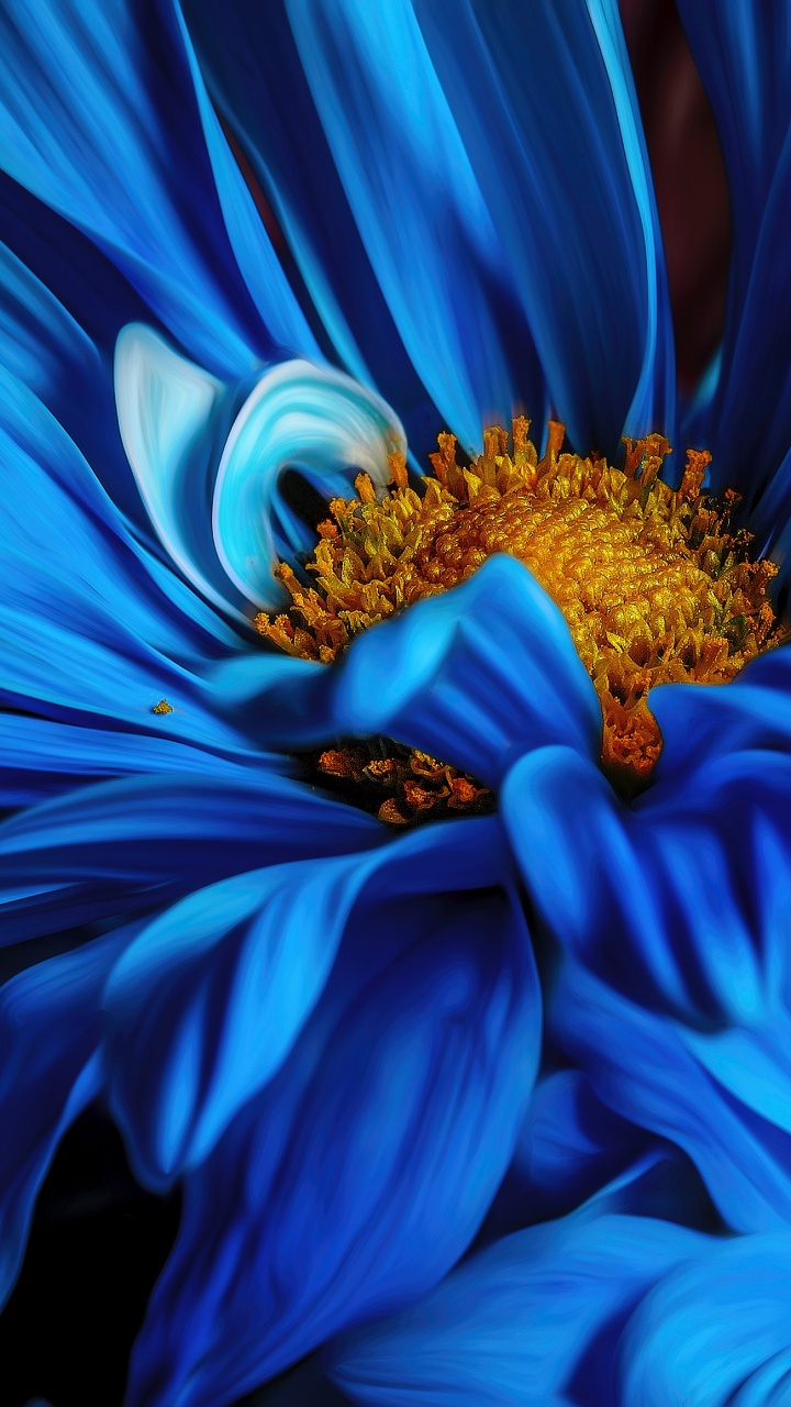 Flora, Blütenblatt, Blau, Blühende Pflanze, Electric Blue. Wallpaper in 720x1280 Resolution