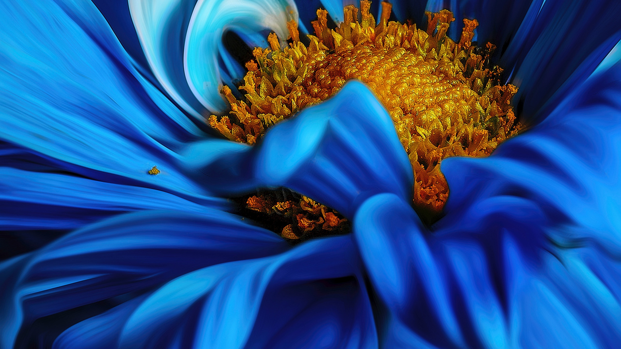 Flora, Flower, Plant, Petal, Blue. Wallpaper in 1280x720 Resolution