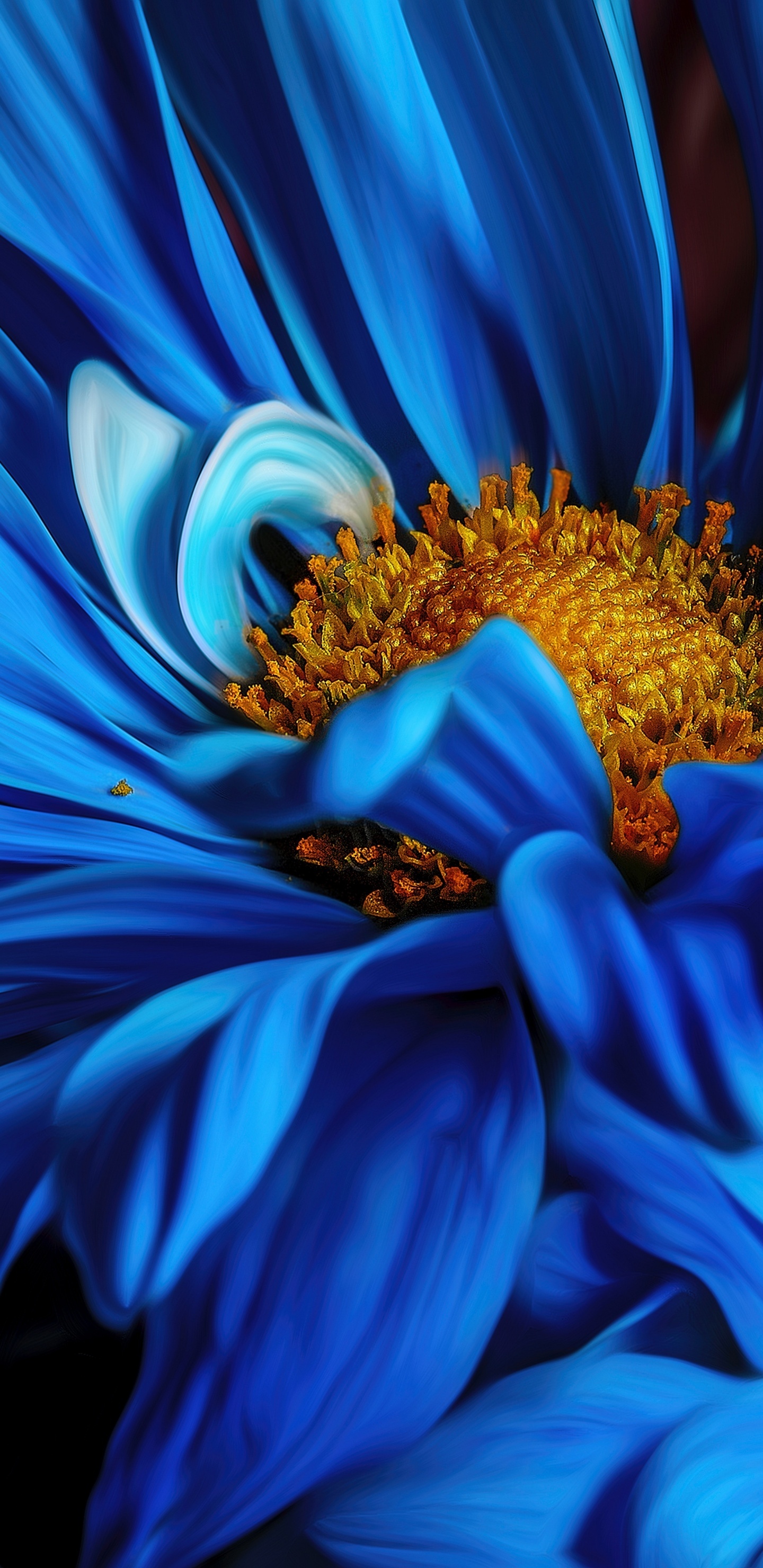 Flora, Pétalo, Azul, la Floración de la Planta, Planta Anual. Wallpaper in 1440x2960 Resolution