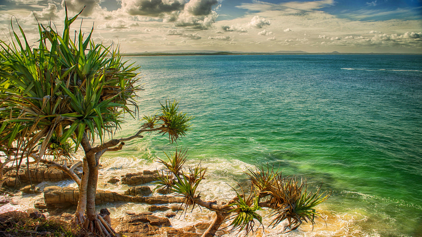 Palmier Vert Près de la Mer Bleue Sous le Ciel Bleu Pendant la Journée. Wallpaper in 1366x768 Resolution