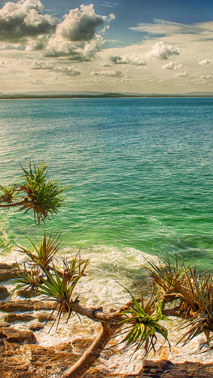 Palmera Verde Cerca Del Mar Azul Bajo un Cielo Azul Durante el Día. Wallpaper in 720x1280 Resolution