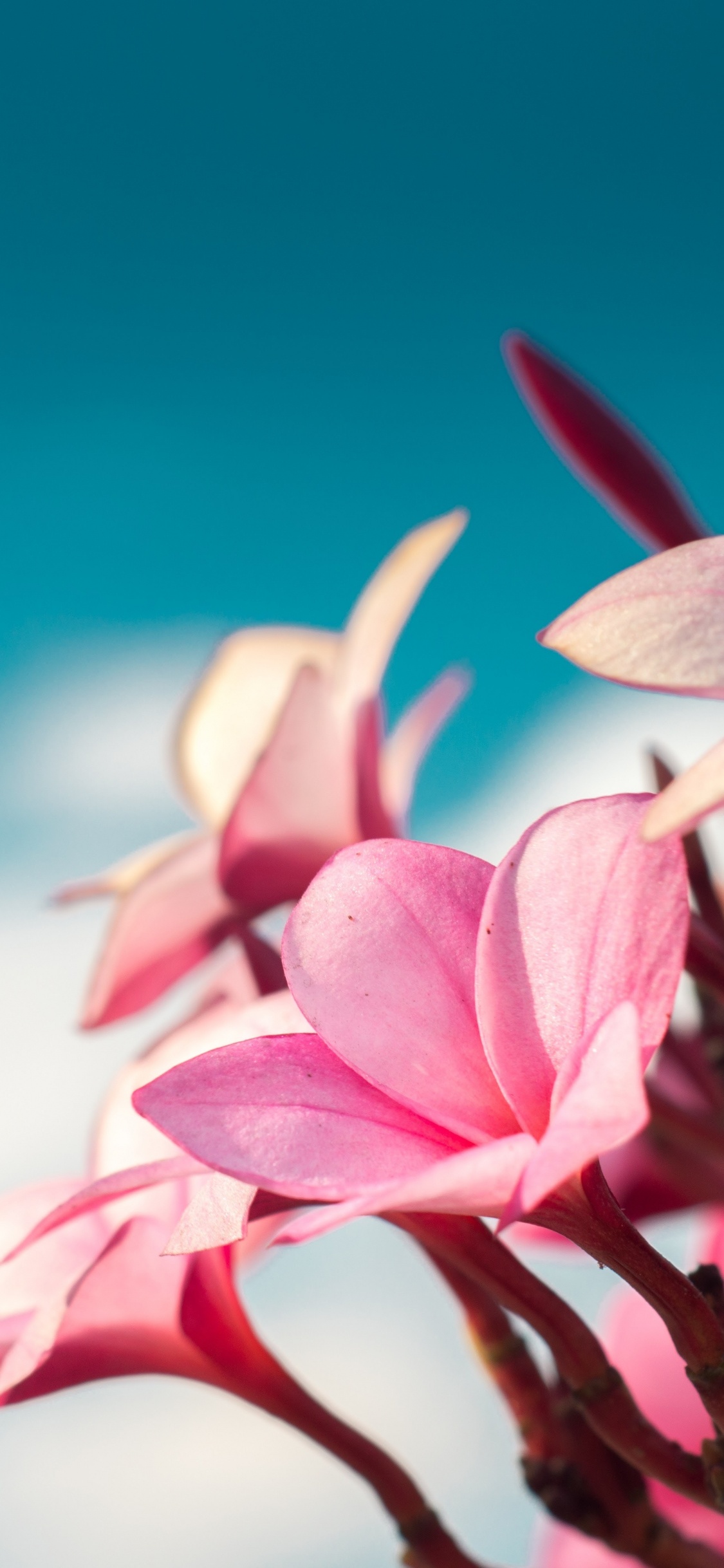Pink and White Flower in Close up Photography. Wallpaper in 1125x2436 Resolution