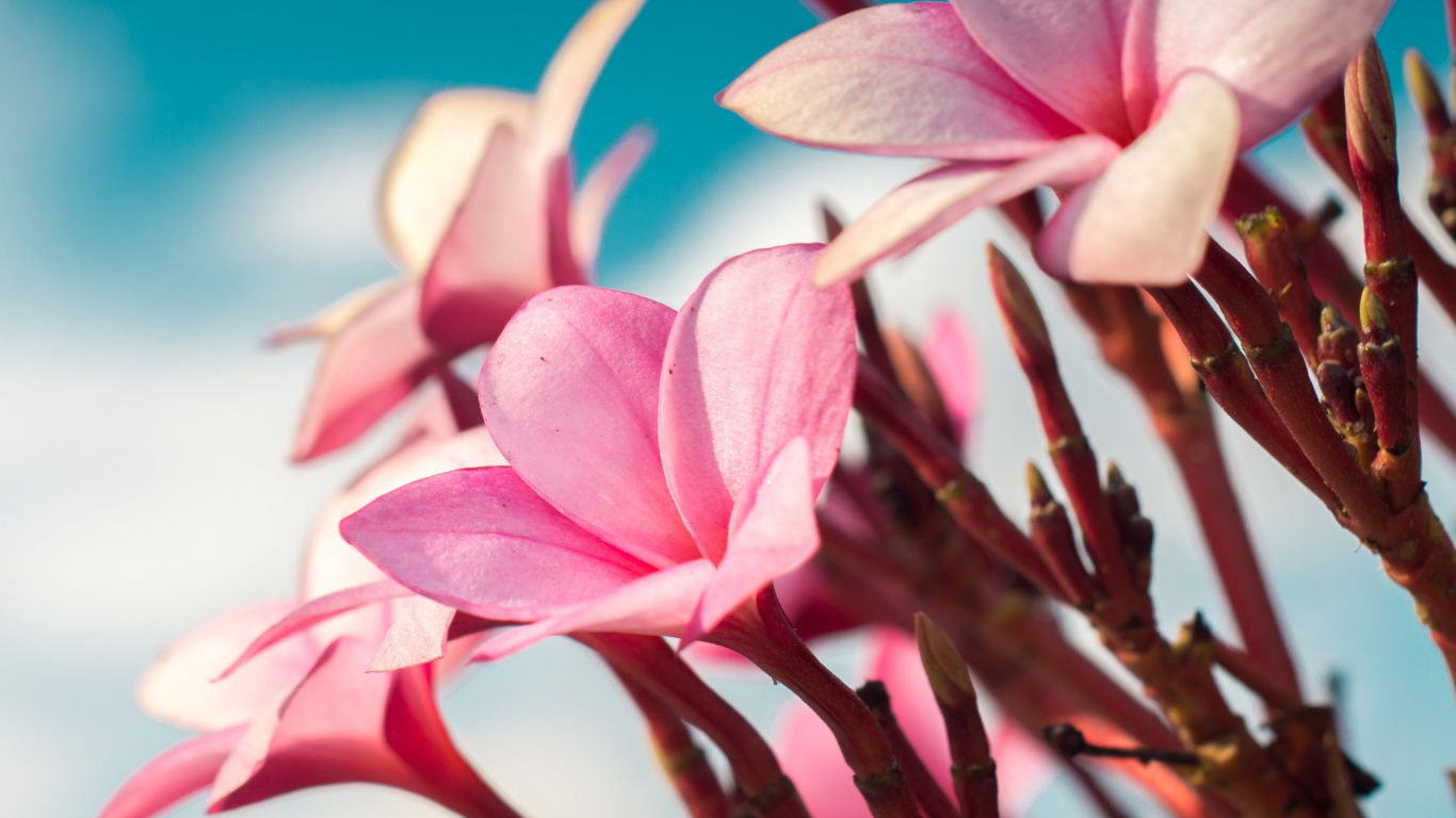 Pink and White Flower in Close up Photography. Wallpaper in 1366x768 Resolution