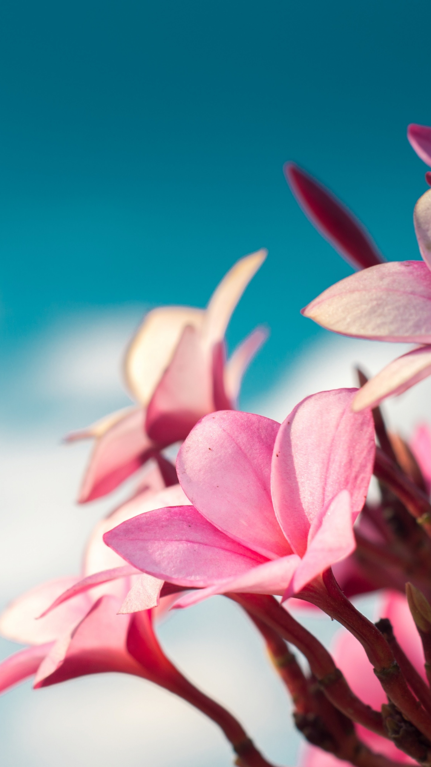 Pink and White Flower in Close up Photography. Wallpaper in 1440x2560 Resolution