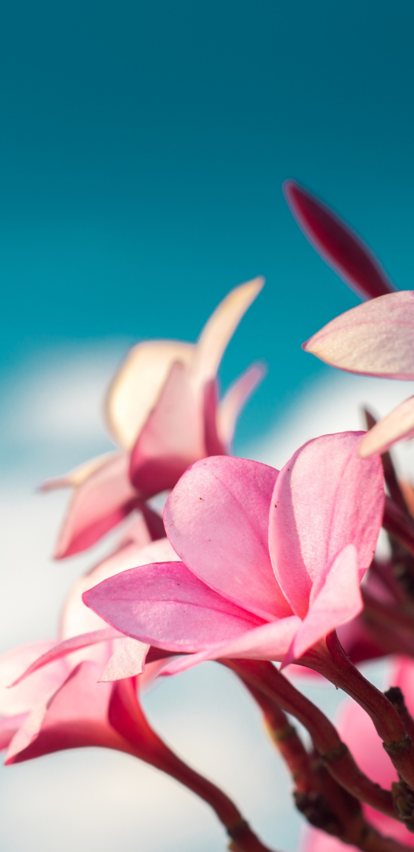 Pink and White Flower in Close up Photography. Wallpaper in 1440x2960 Resolution