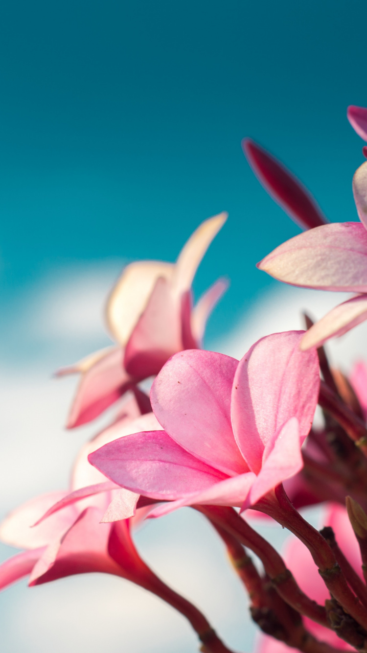 Pink and White Flower in Close up Photography. Wallpaper in 750x1334 Resolution