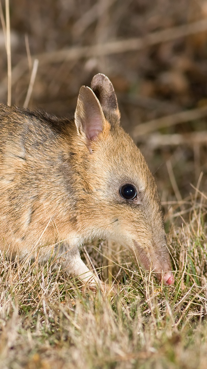 Braunes Kaninchen Auf Grünem Gras Tagsüber. Wallpaper in 720x1280 Resolution
