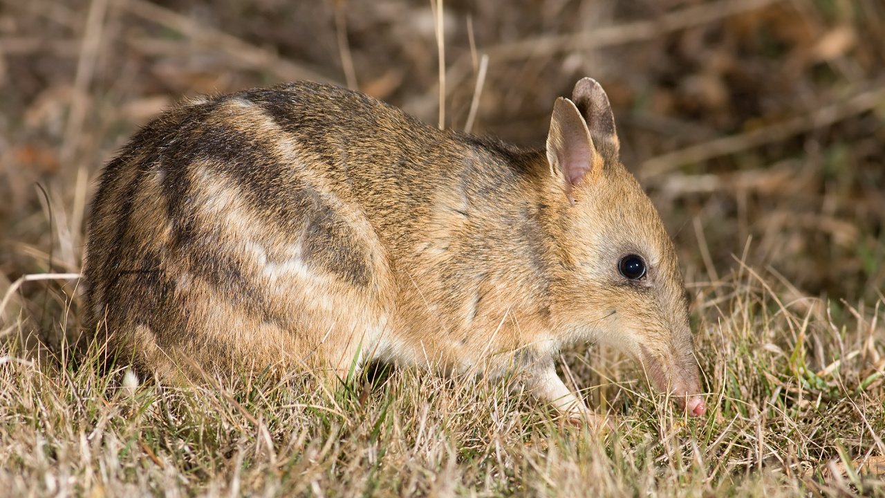 Brown Rabbit on Green Grass During Daytime. Wallpaper in 1280x720 Resolution