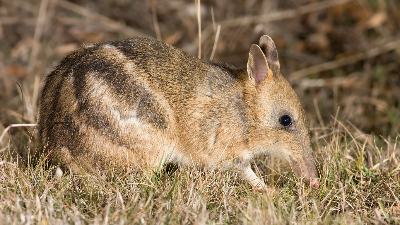Brown Rabbit on Green Grass During Daytime. Wallpaper in 1366x768 Resolution