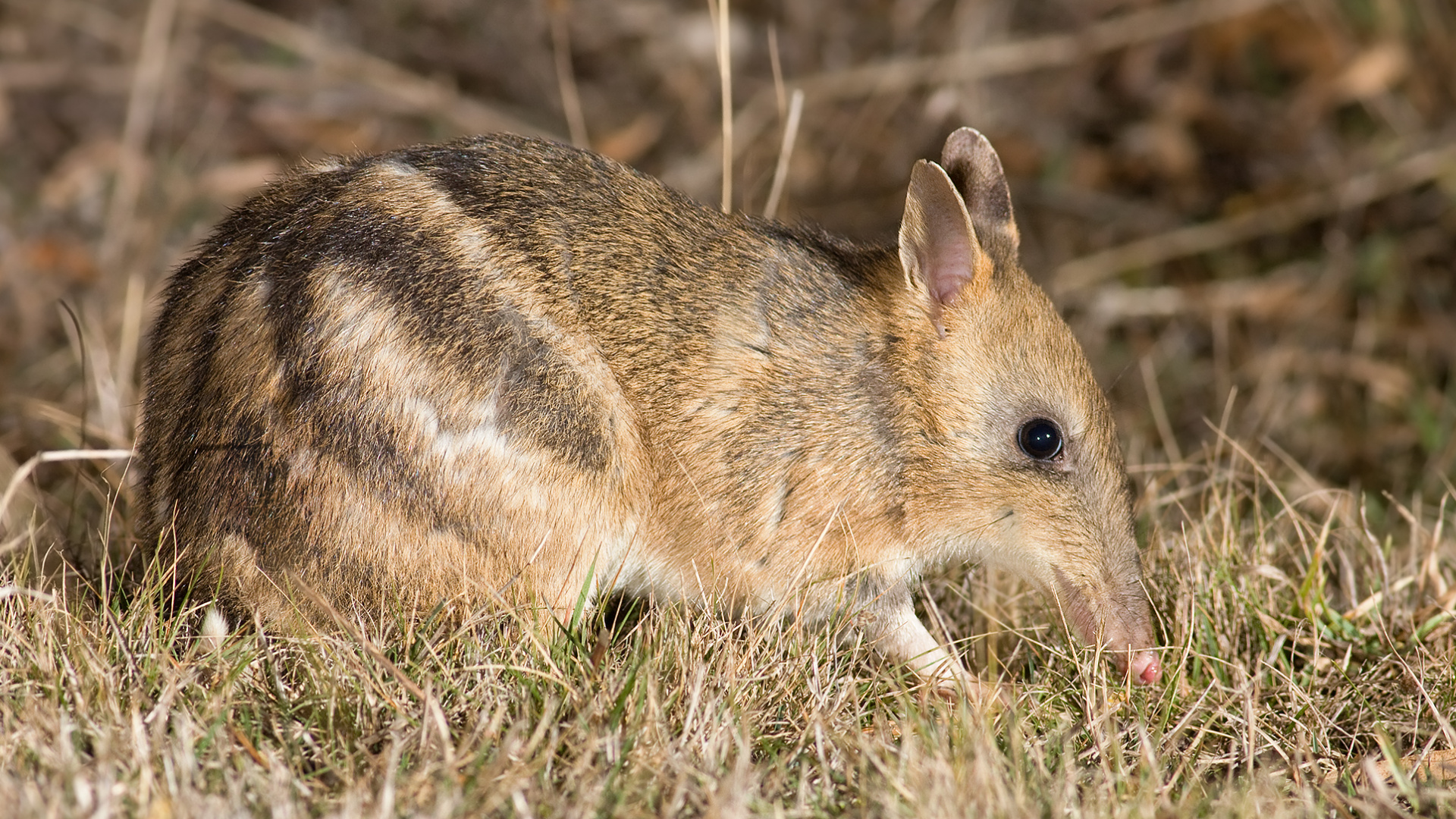Brown Rabbit on Green Grass During Daytime. Wallpaper in 1920x1080 Resolution