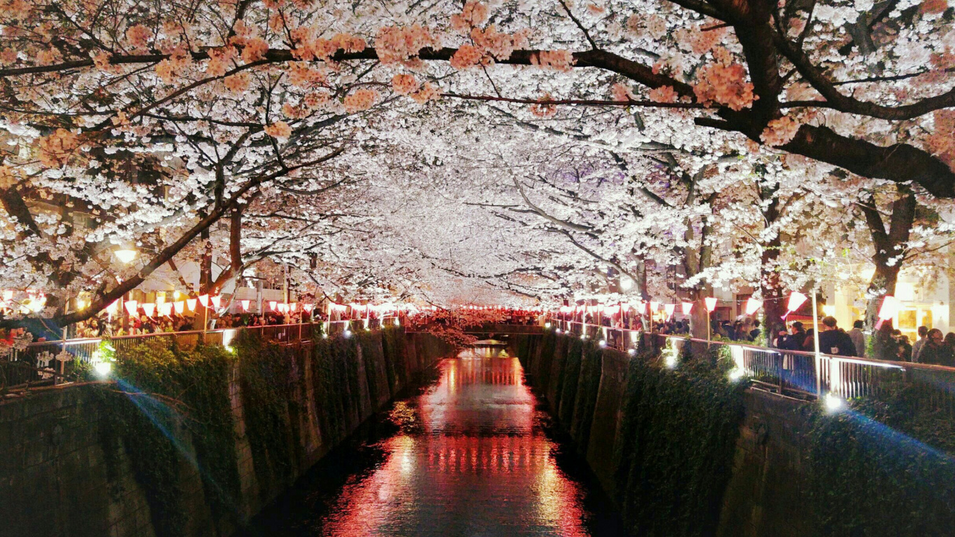 Pont en Bois Brun Au-dessus de la Rivière. Wallpaper in 1366x768 Resolution