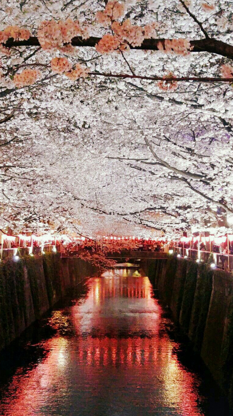Pont en Bois Brun Au-dessus de la Rivière. Wallpaper in 750x1334 Resolution