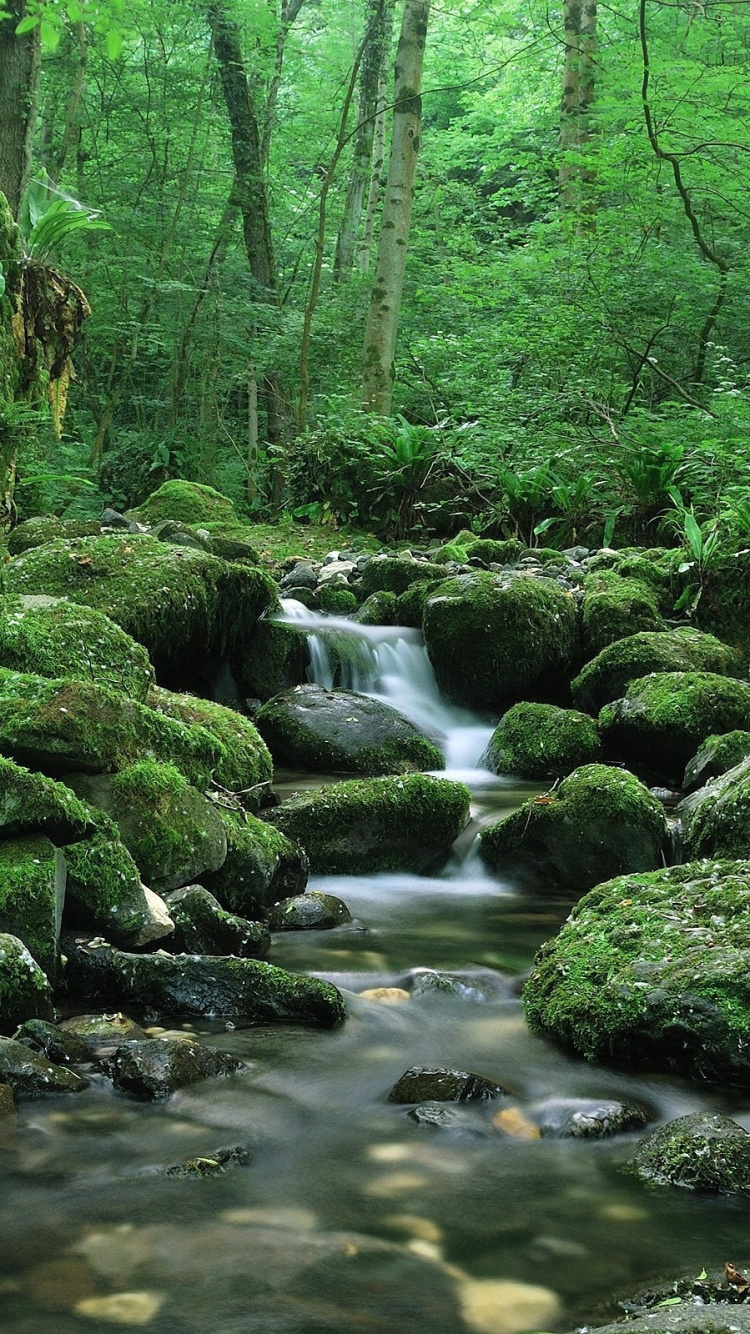 Green Moss on Rocks in River. Wallpaper in 750x1334 Resolution