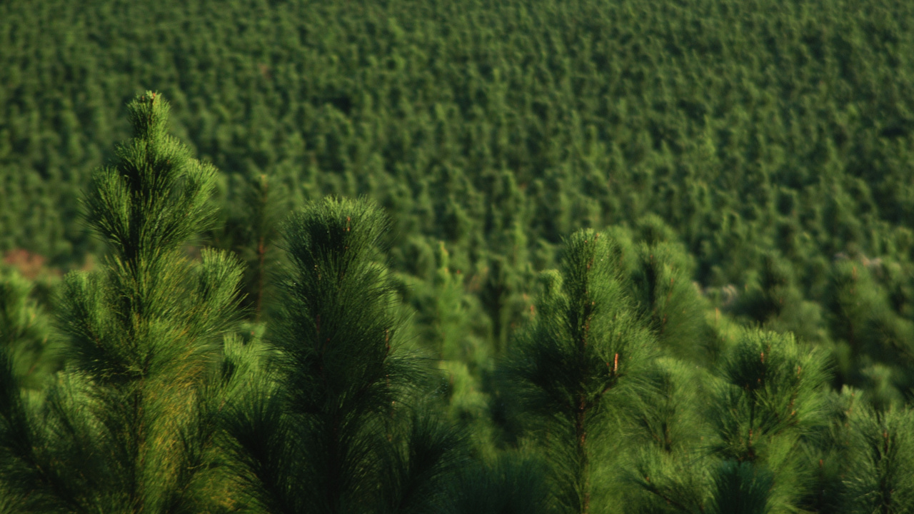 Campo de Hierba Verde Durante el Día. Wallpaper in 1280x720 Resolution