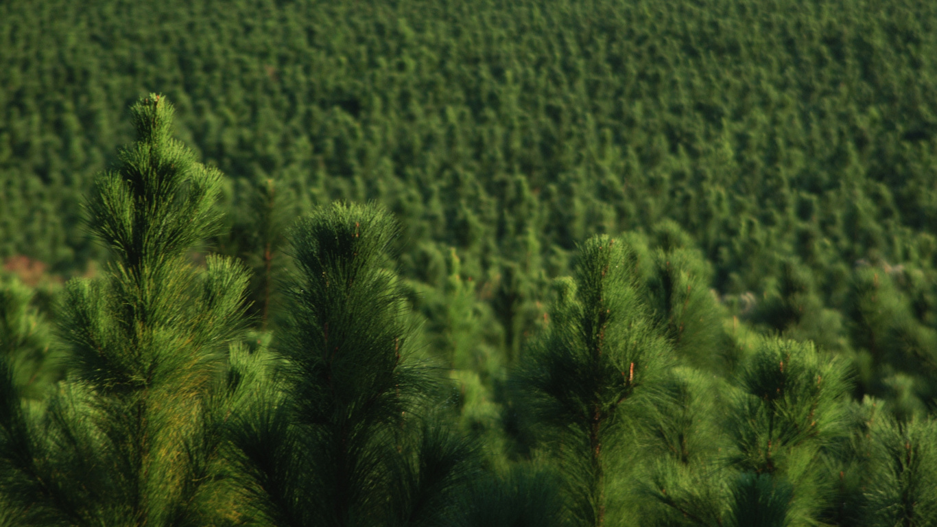 Green Grass Field During Daytime. Wallpaper in 1366x768 Resolution