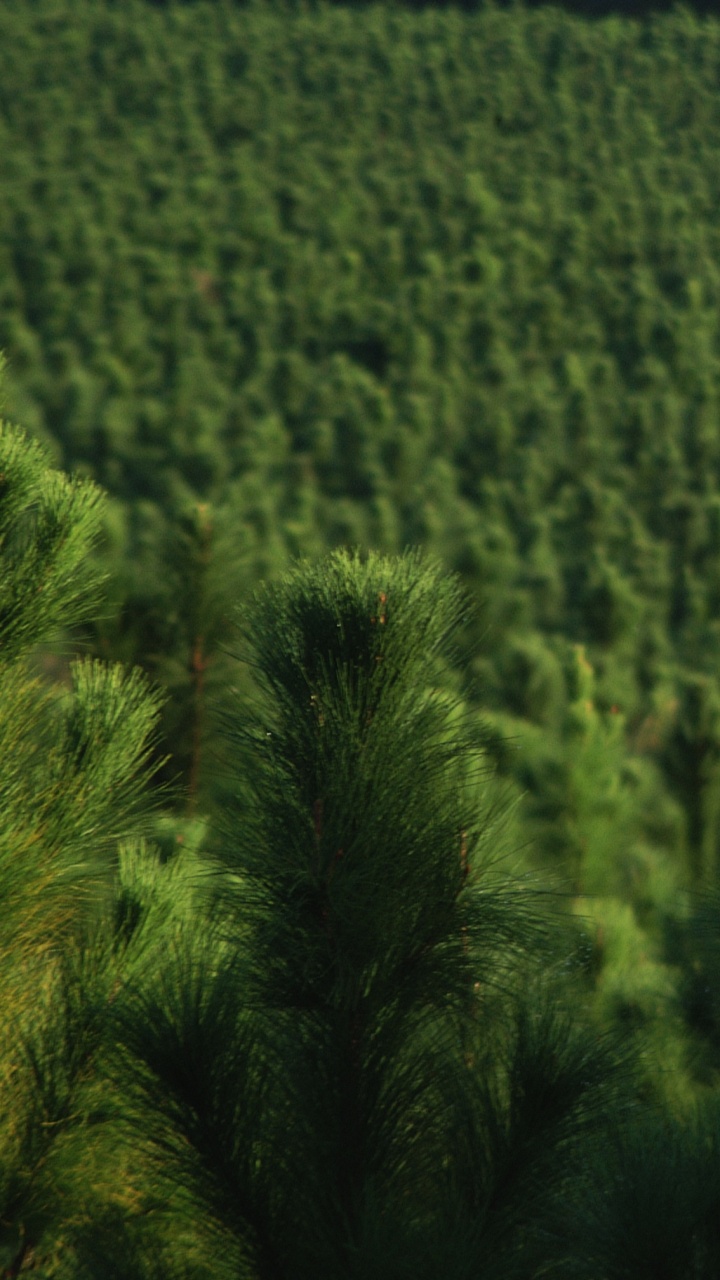 森林, 绿色的, 植被, 草, 云杉林 壁纸 720x1280 允许