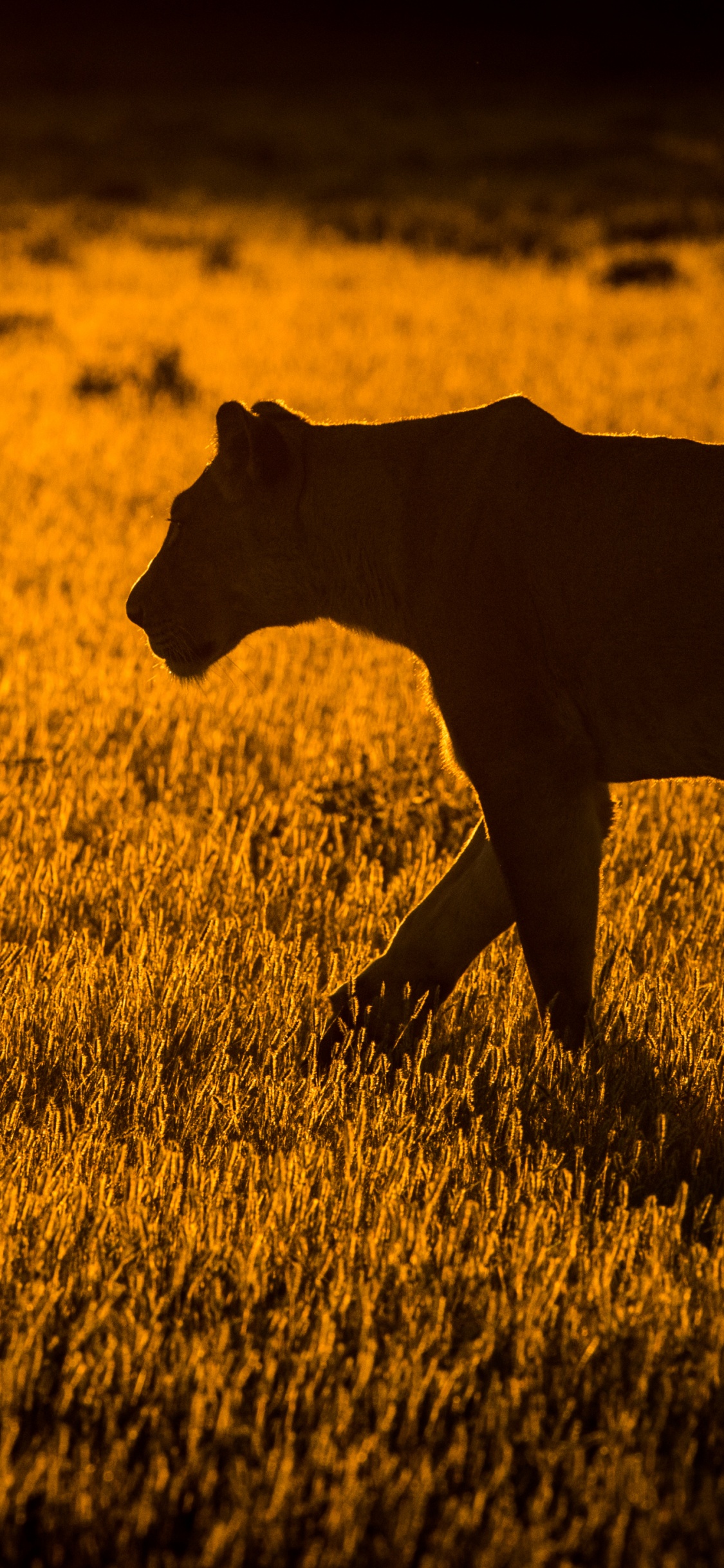 Brown Short Coated Dog on Brown Grass Field. Wallpaper in 1125x2436 Resolution