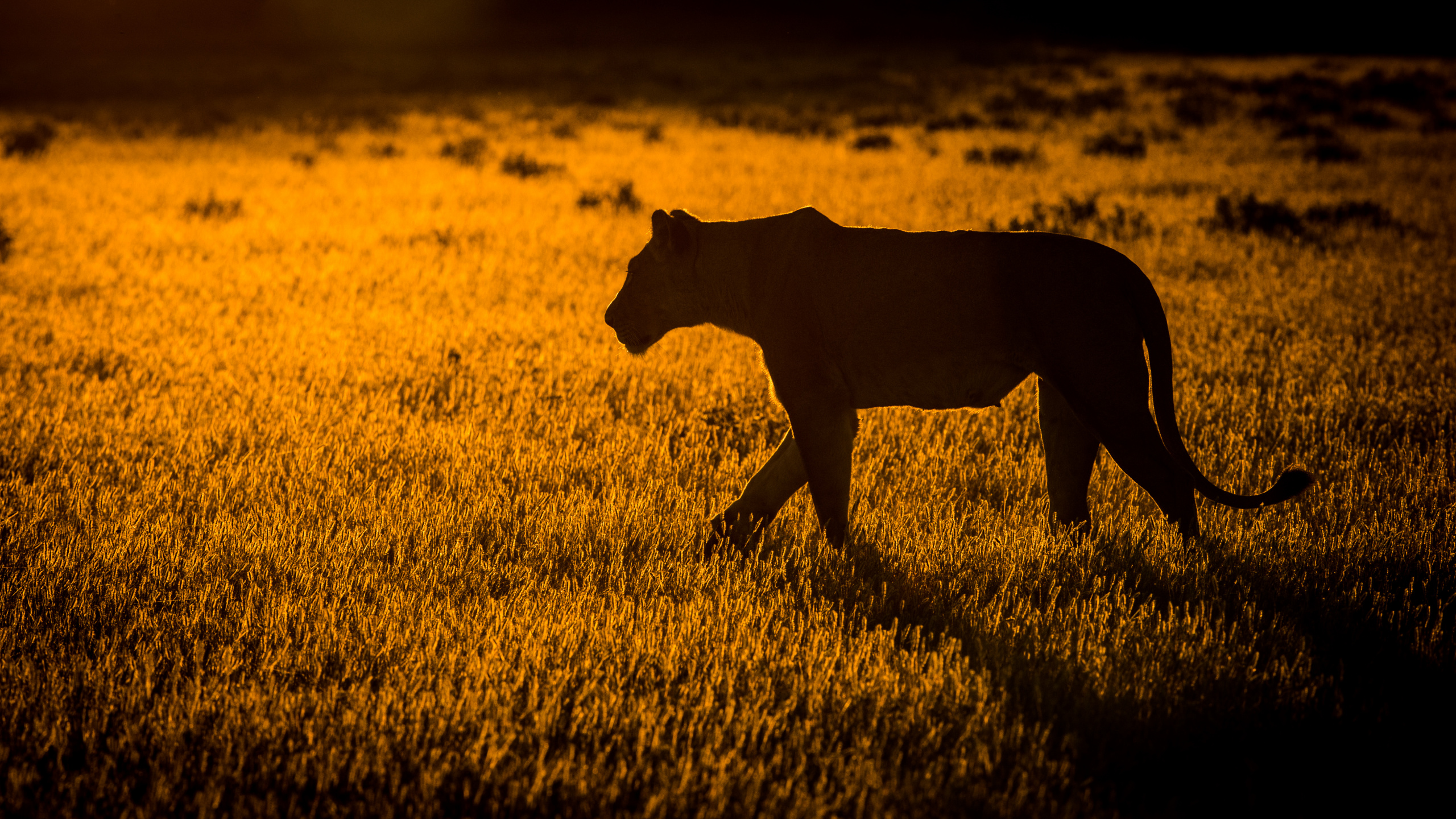 Brown Short Coated Dog on Brown Grass Field. Wallpaper in 2560x1440 Resolution