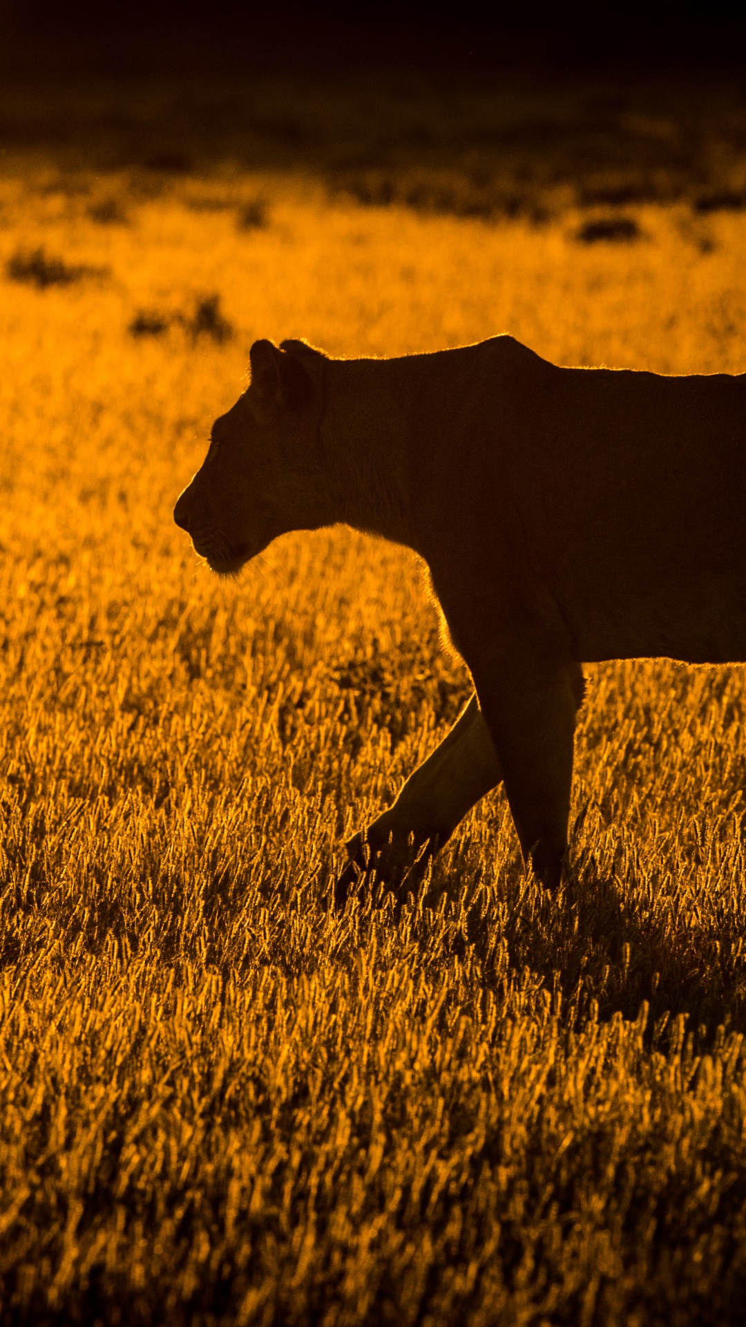 Chien à Poil Court Brun Sur Terrain D'herbe Brune. Wallpaper in 1080x1920 Resolution