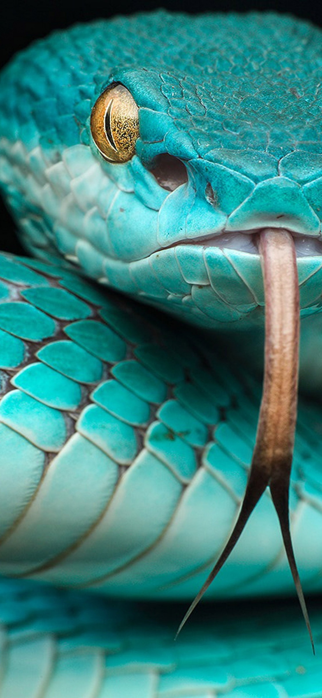Trimeresurus Albolabris Insularis, Reptiles, Trimeresurus Insularis, Pit Vipers, Trimeresurus Flavomaculatus. Wallpaper in 1125x2436 Resolution