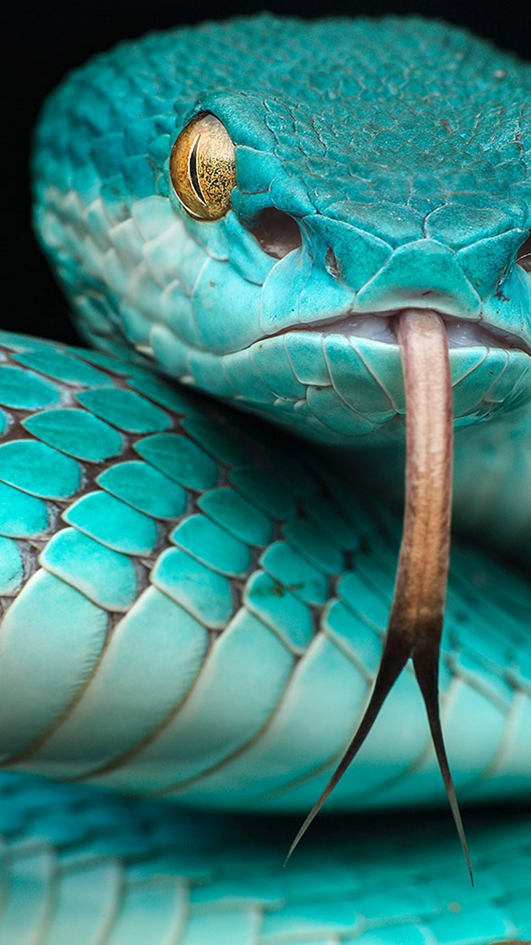 Trimeresurus Albolabris Insularis, Trimeresurus Insularis, Grubenotter, Trimeresurus Flavomaculatus, Giftige Schlange. Wallpaper in 1080x1920 Resolution