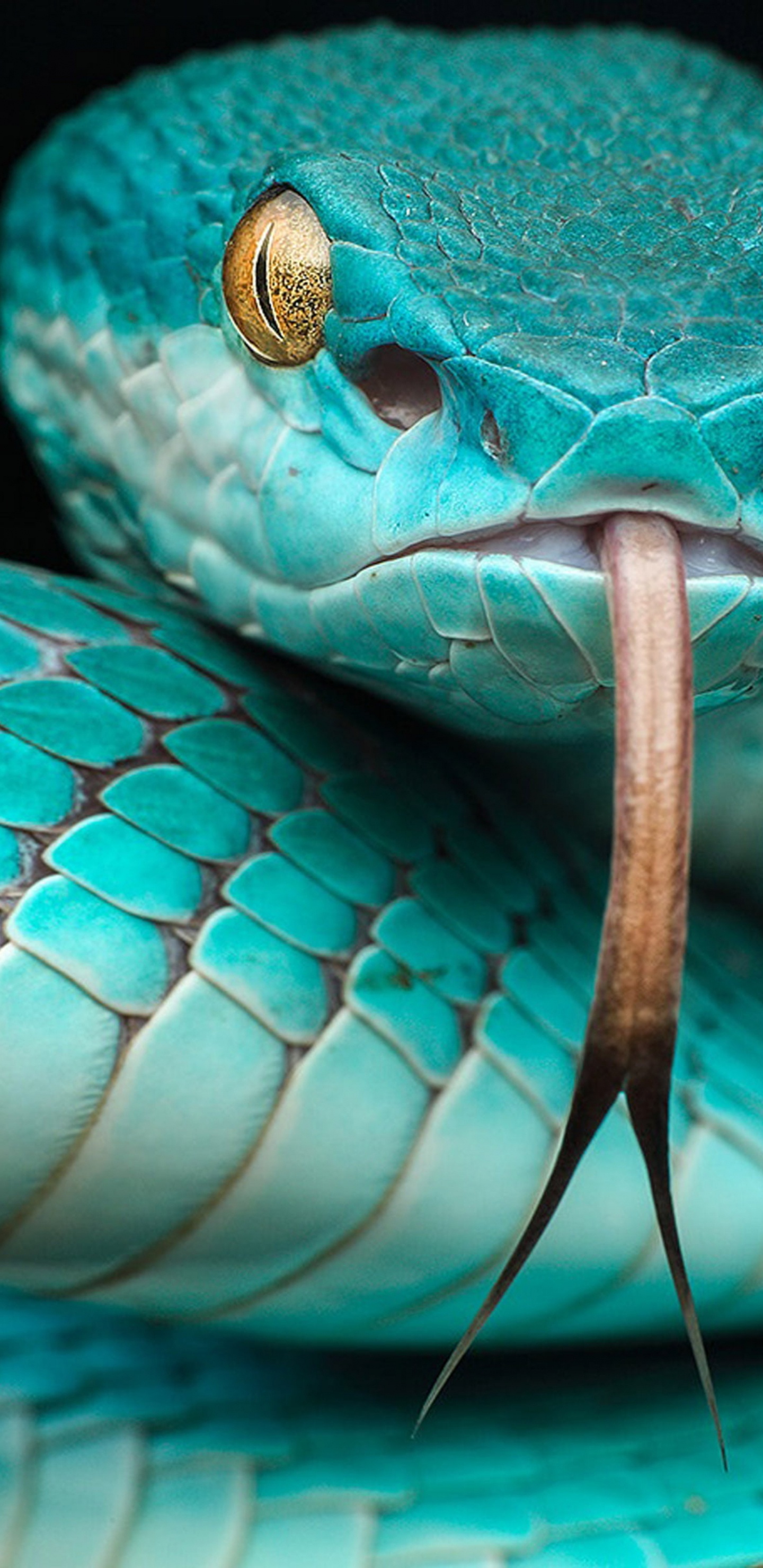 Trimeresurus Albolabris Insularis, Trimeresurus Insularis, Grubenotter, Trimeresurus Flavomaculatus, Giftige Schlange. Wallpaper in 1440x2960 Resolution