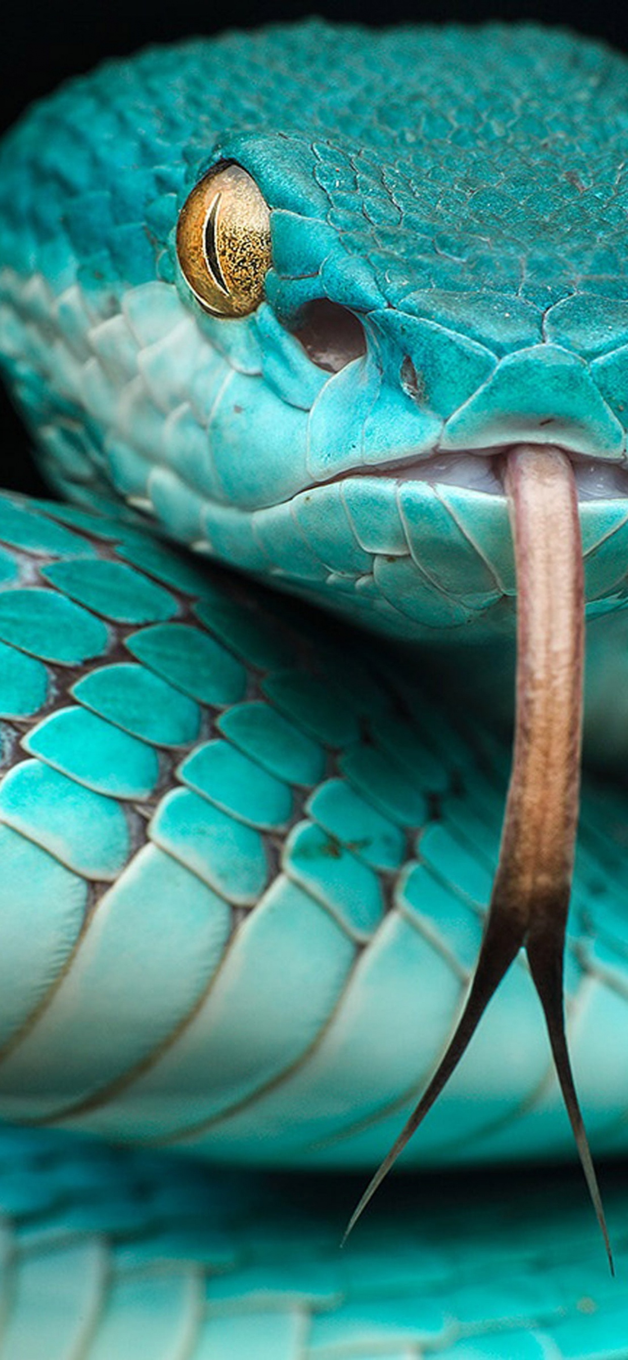 Trimeresurus Albolabris Insularis, Trimeresurus Insularis, Víboras de Fosa, Trimeresurus Flavomaculatus, Serpiente Venenosa. Wallpaper in 1242x2688 Resolution