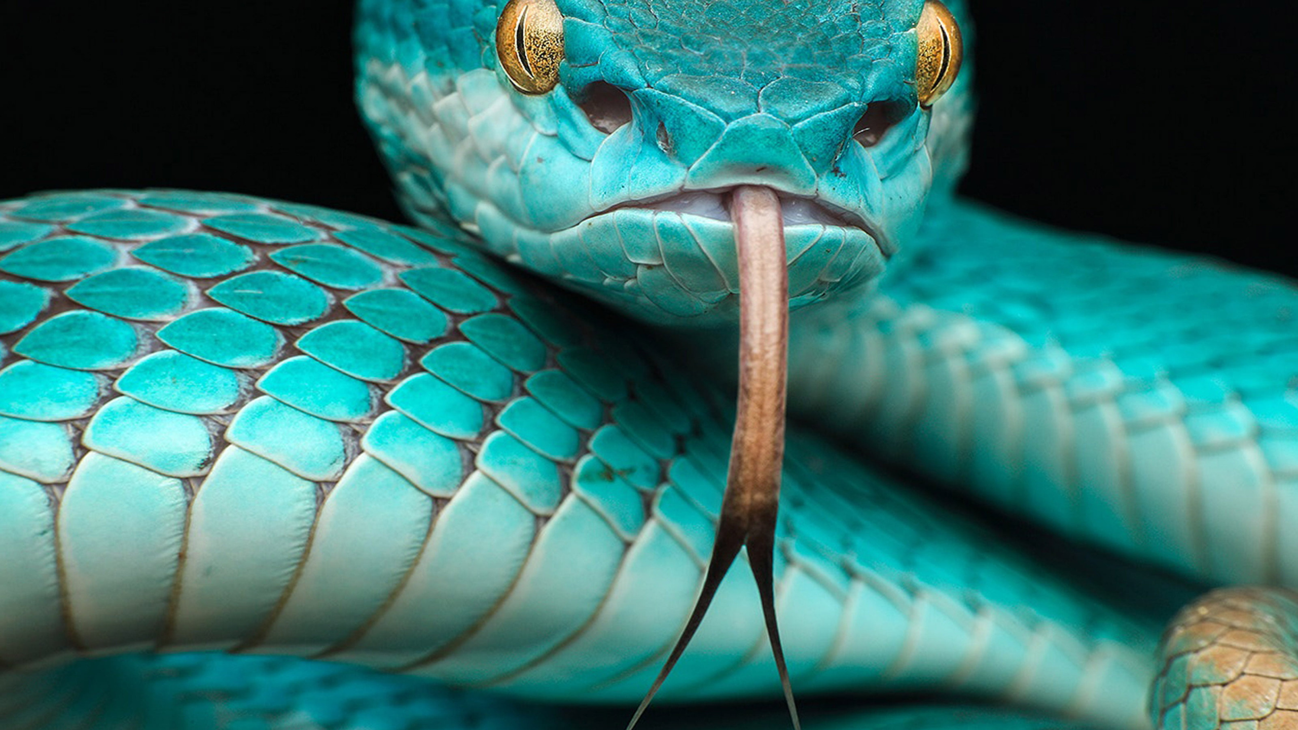 Trimeresurus Albolabris Insularis, Trimeresurus Insularis, Vipères Des Stands, Trimeresurus Flavomaculatus, Serpent Venimeux. Wallpaper in 2560x1440 Resolution