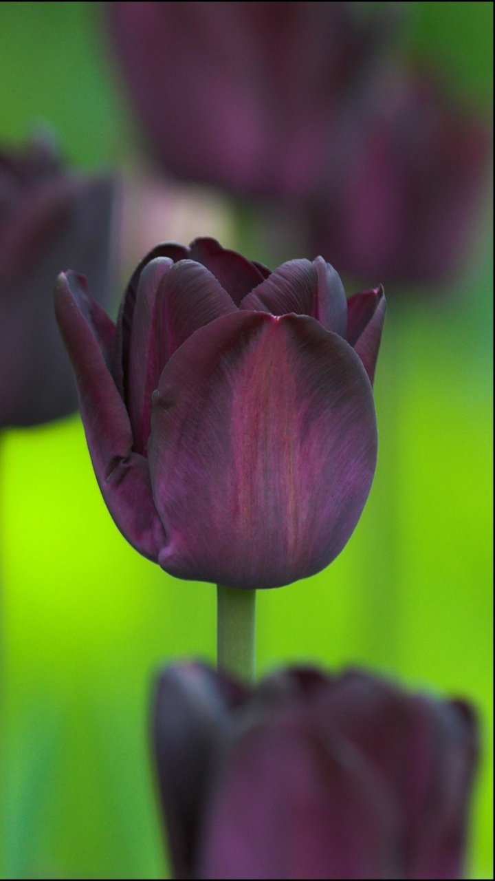 Purple Tulips in Close up Photography. Wallpaper in 720x1280 Resolution