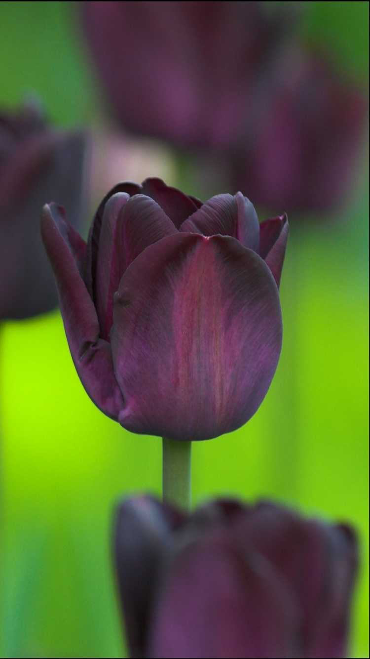 Lila Tulpen in Nahaufnahme. Wallpaper in 750x1334 Resolution