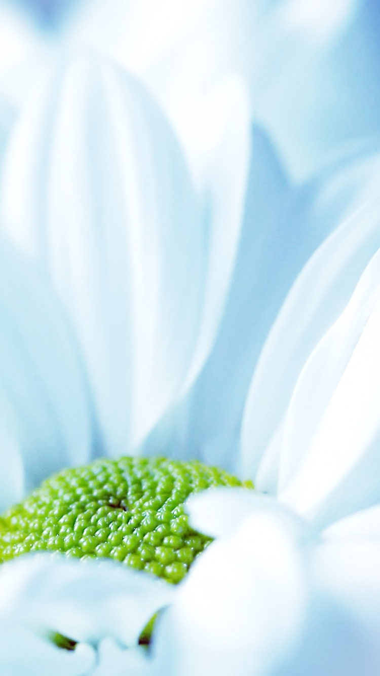 Margarita Blanca en Fotografía de Cerca. Wallpaper in 750x1334 Resolution