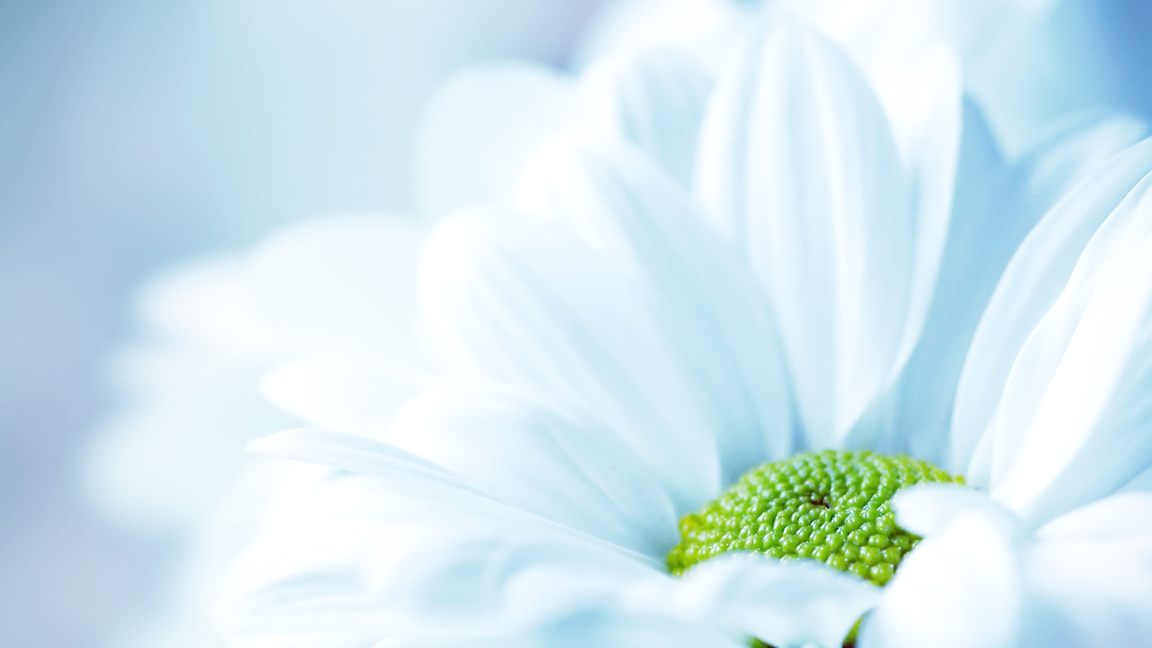 White Daisy in Close up Photography. Wallpaper in 1280x720 Resolution