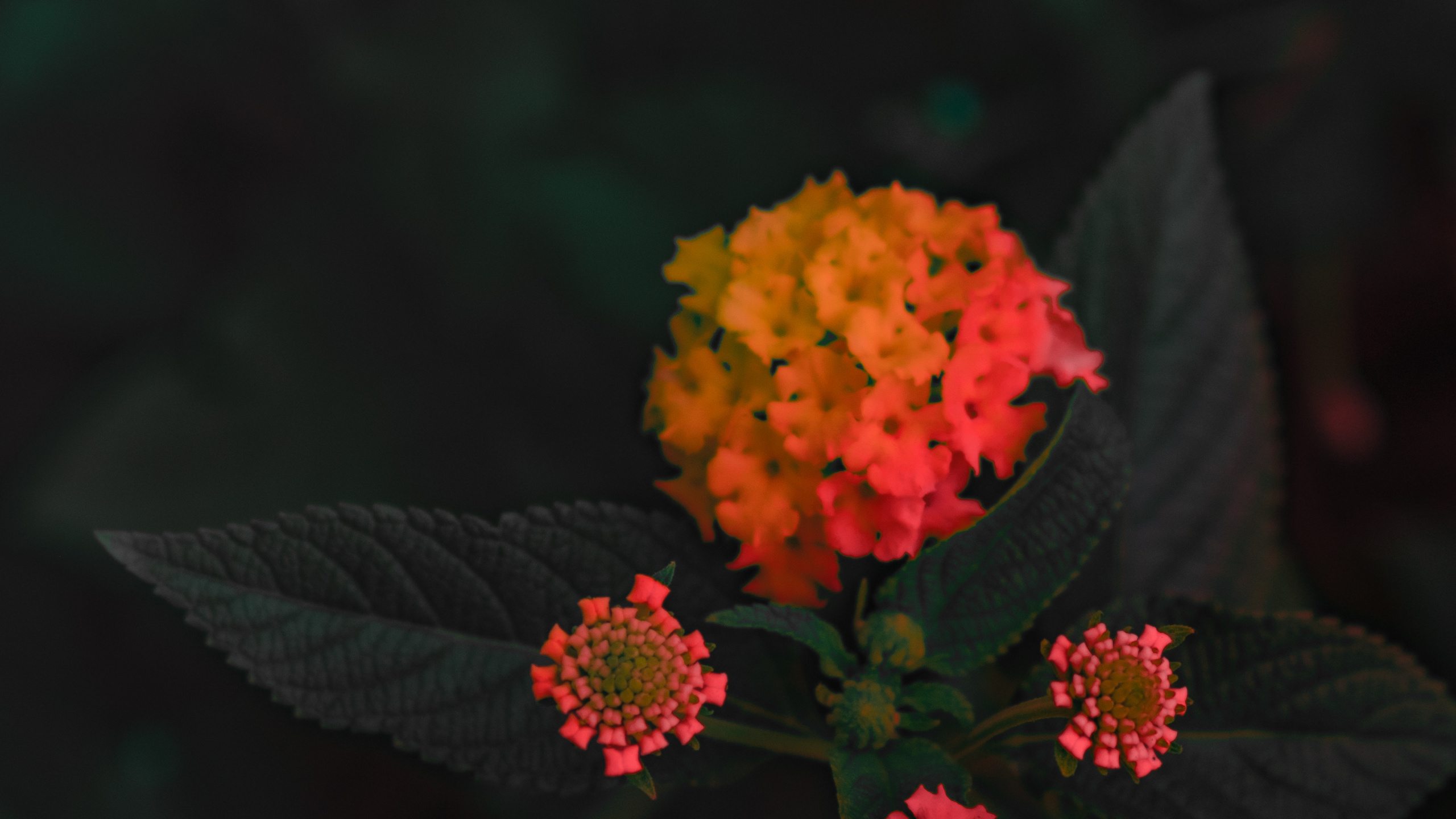 显花植物, 红色的, 粉红色, 工厂 壁纸 2560x1440 允许