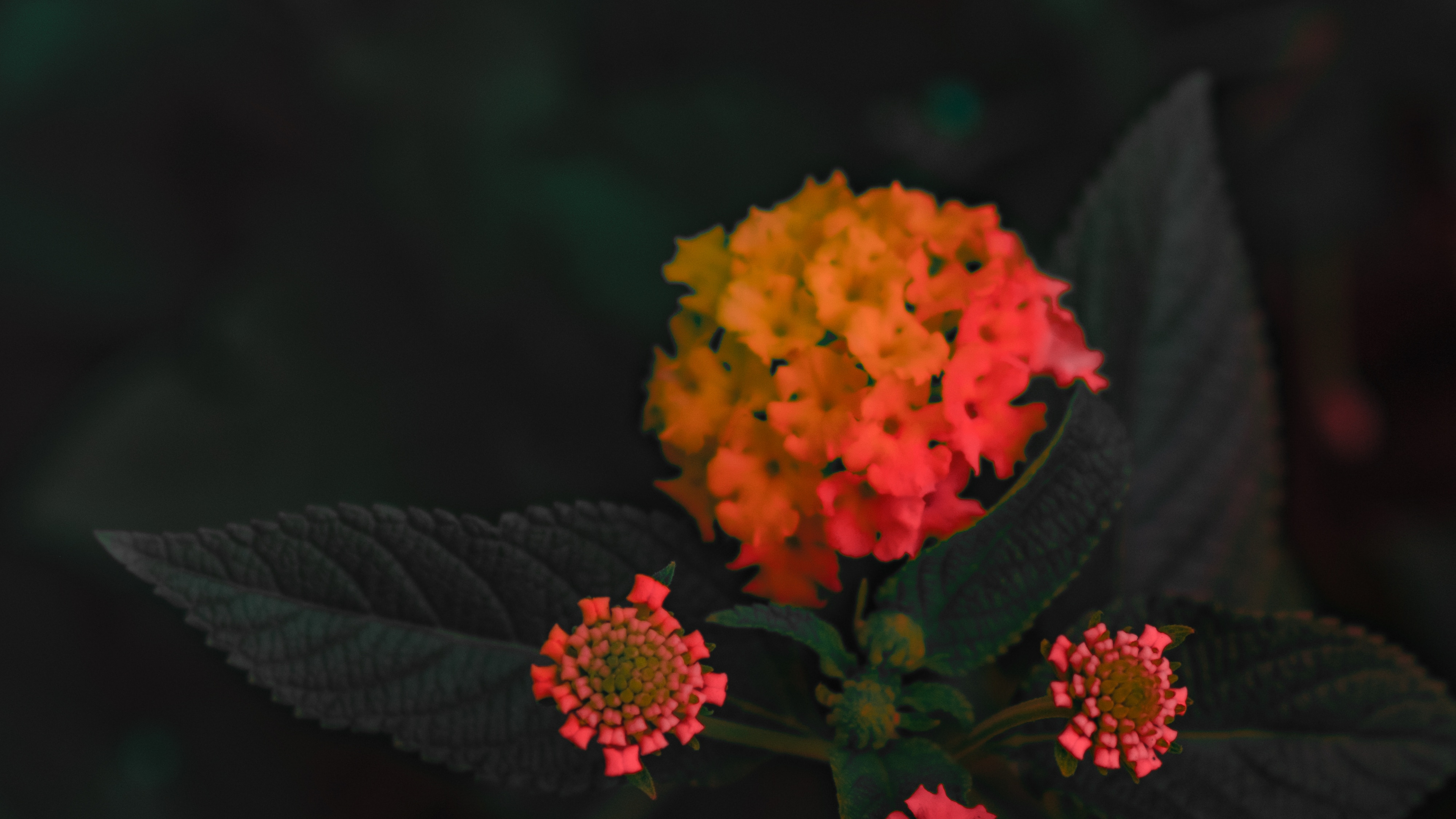 Flores Rojas y Amarillas Con Hojas Verdes. Wallpaper in 3840x2160 Resolution