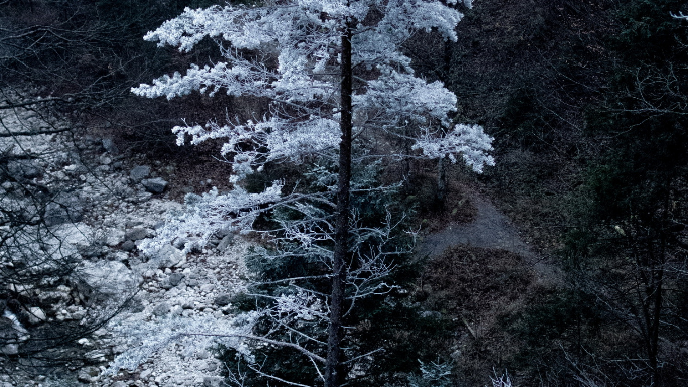 Bavaria, Plant, Natural Environment, Larch, Branch. Wallpaper in 1366x768 Resolution