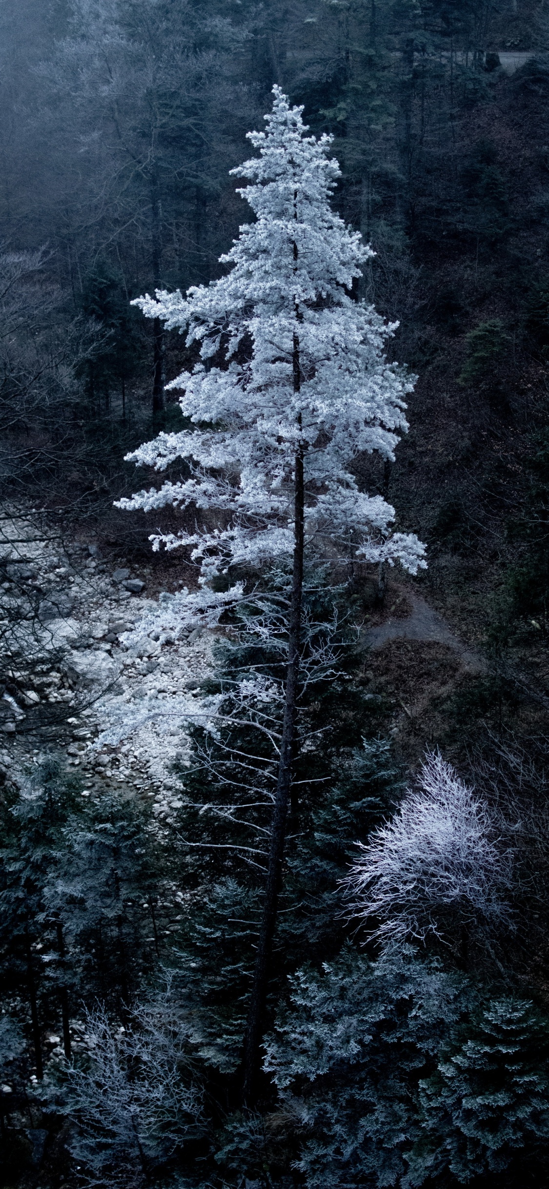 Bavière, Environnement Naturel, Mélèze, Rameau, Paysage Naturel. Wallpaper in 1125x2436 Resolution