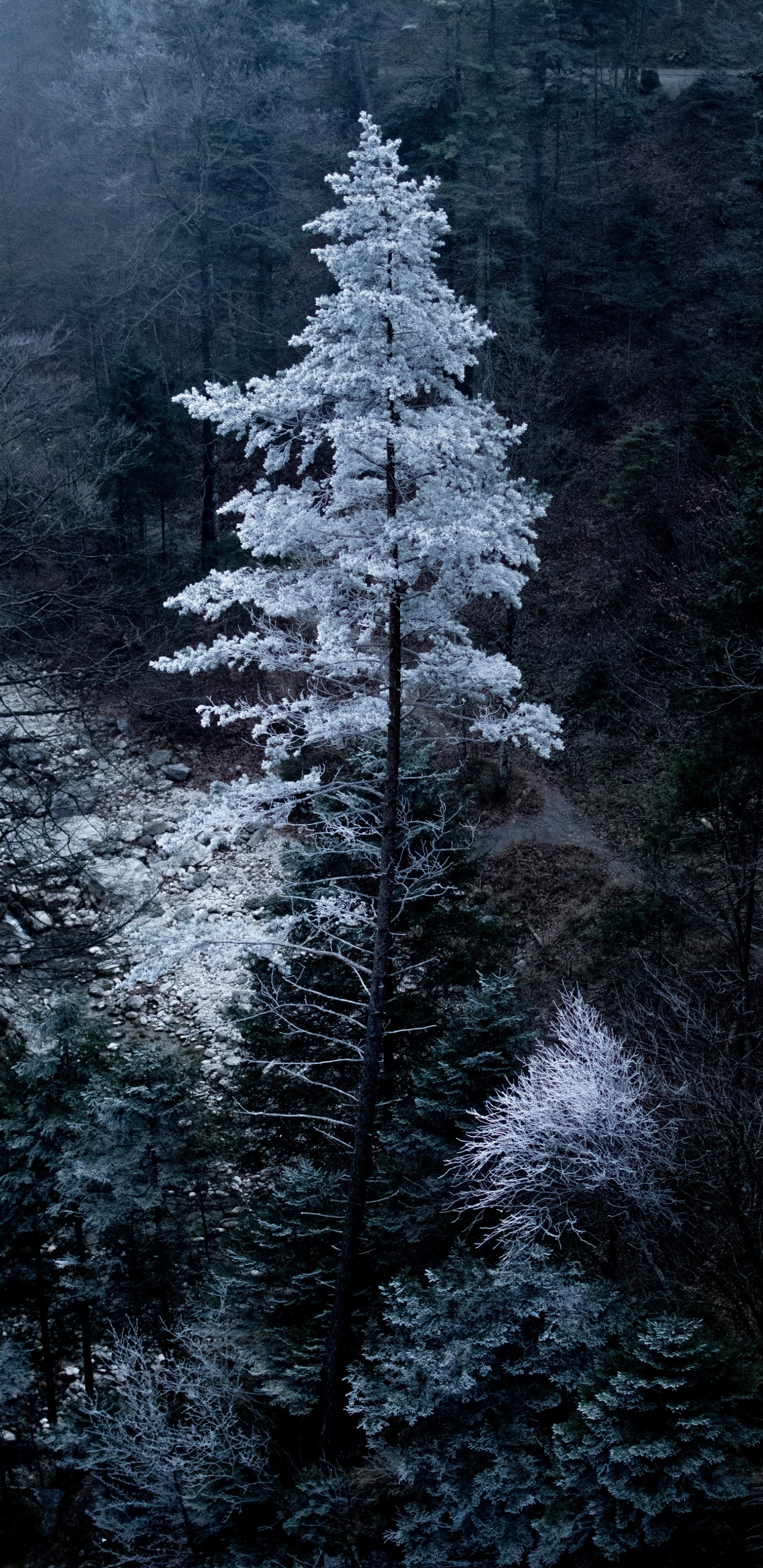 Bayern, Natürlichen Umgebung, Lärche, Branch, Holz. Wallpaper in 1440x2960 Resolution