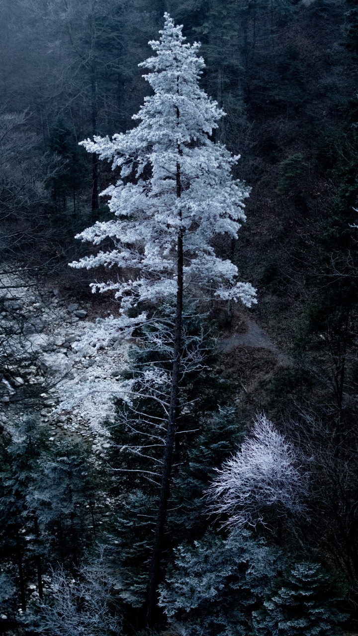Bayern, Natürlichen Umgebung, Lärche, Branch, Holz. Wallpaper in 720x1280 Resolution