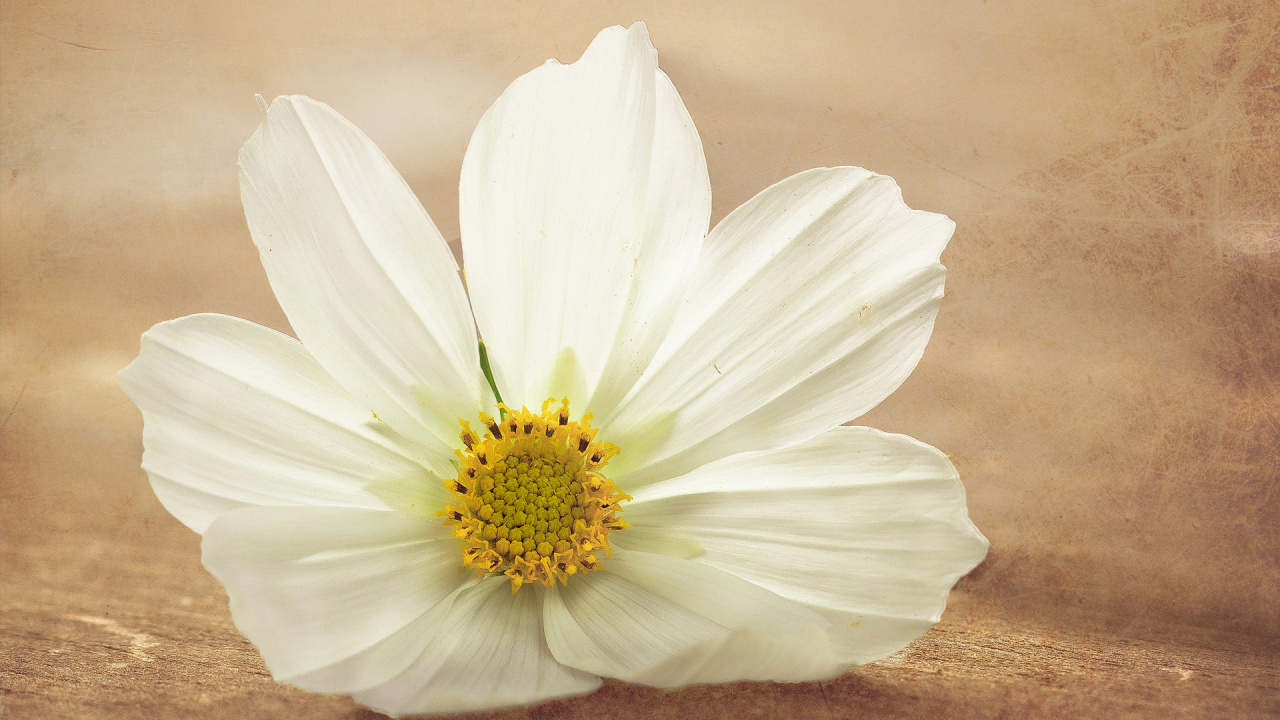 Flor Blanca en Macro Shot. Wallpaper in 1280x720 Resolution