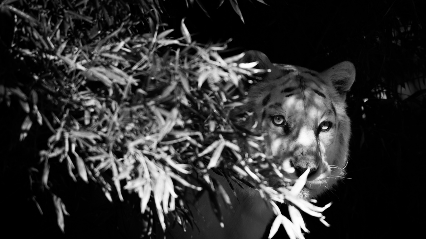 Grayscale Photo of a Dog. Wallpaper in 1366x768 Resolution