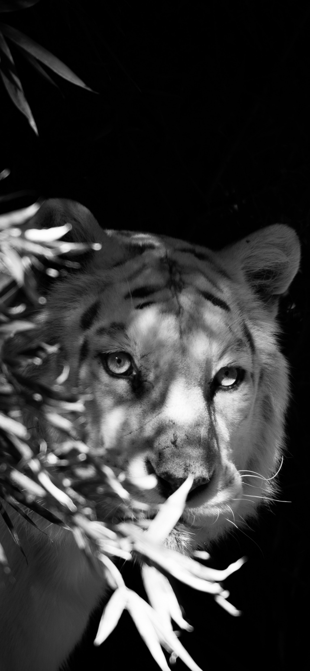 Photo en Niveaux de Gris D'un Chien. Wallpaper in 1242x2688 Resolution