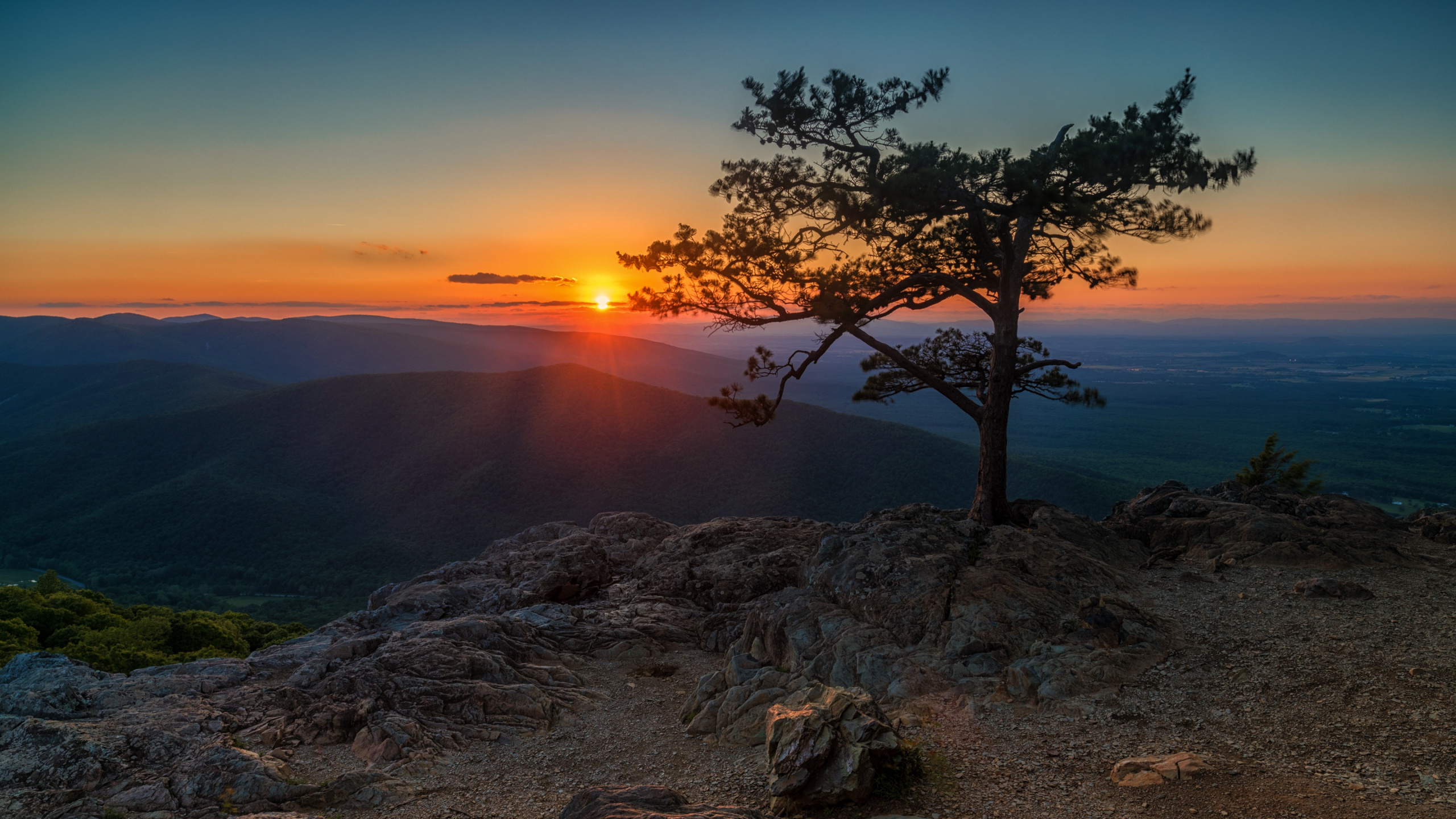 Arbre Sur le Rocher au Bord de la Mer au Coucher du Soleil. Wallpaper in 2560x1440 Resolution