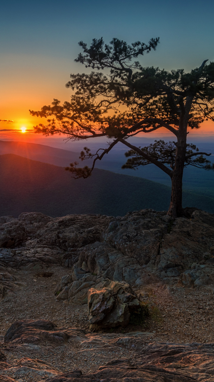 Arbre Sur le Rocher au Bord de la Mer au Coucher du Soleil. Wallpaper in 750x1334 Resolution