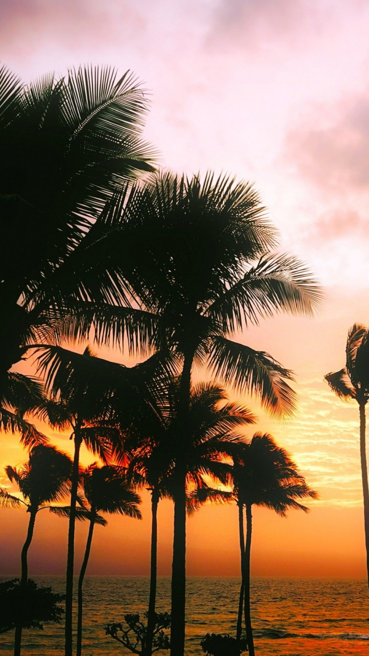 Silhouette de Palmiers Près D'un Plan D'eau Pendant le Coucher du Soleil. Wallpaper in 750x1334 Resolution