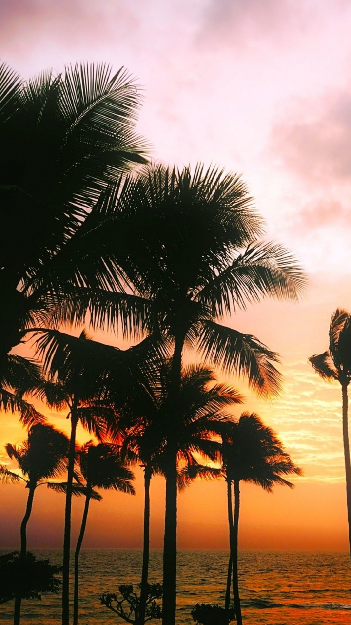 Silhouette Von Palmen in Der Nähe Von Gewässern Bei Sonnenuntergang. Wallpaper in 720x1280 Resolution