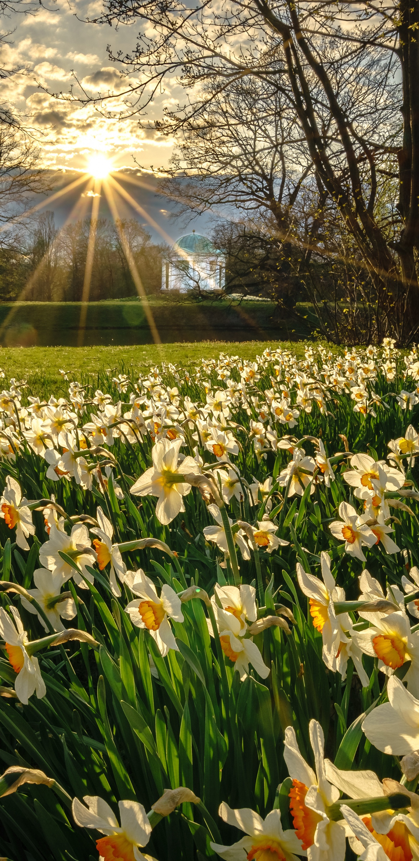 Flower, Plant, Light, Leaf, Petal. Wallpaper in 1440x2960 Resolution