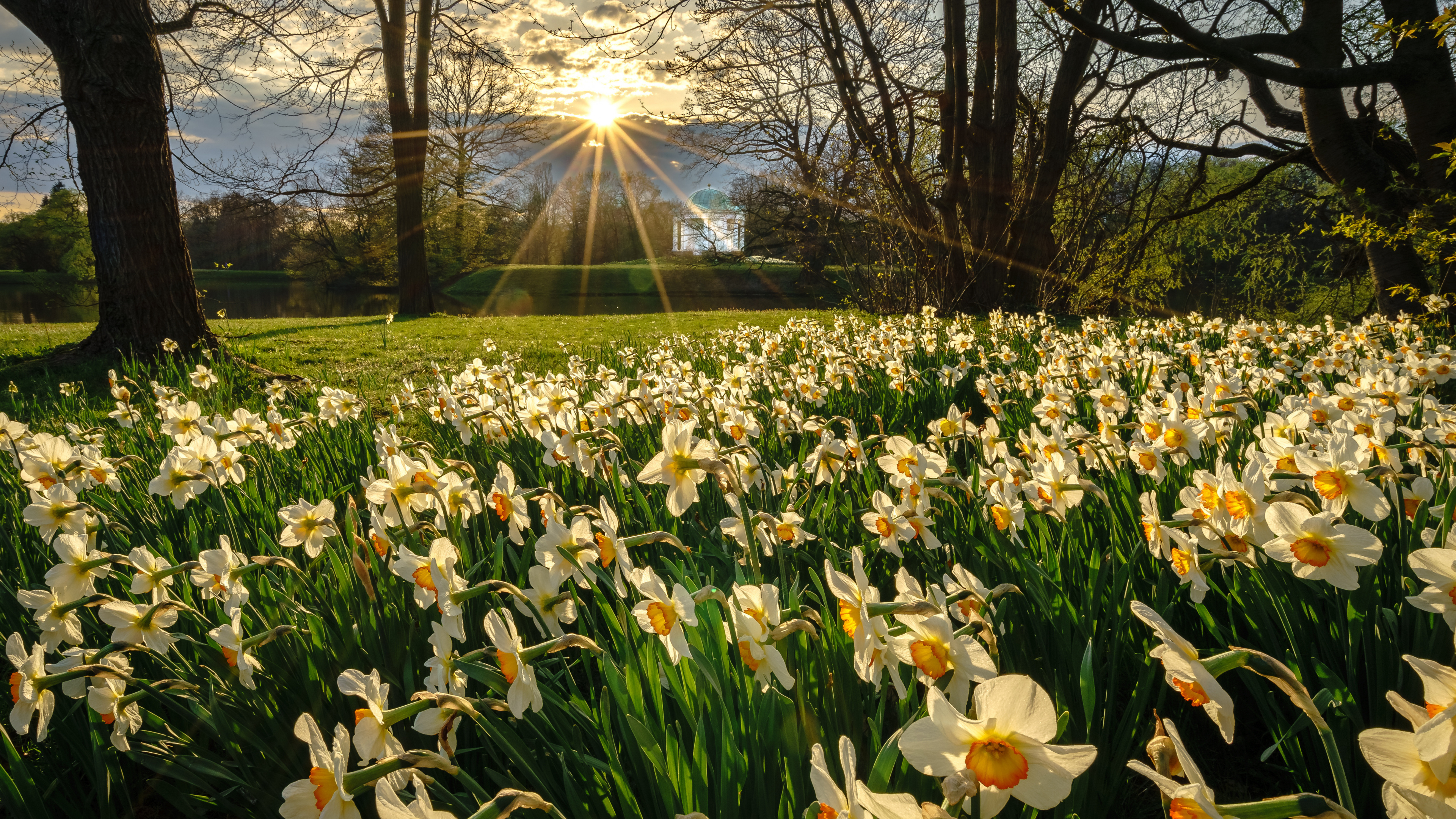 Flower, Plant, Light, Leaf, Petal. Wallpaper in 3840x2160 Resolution