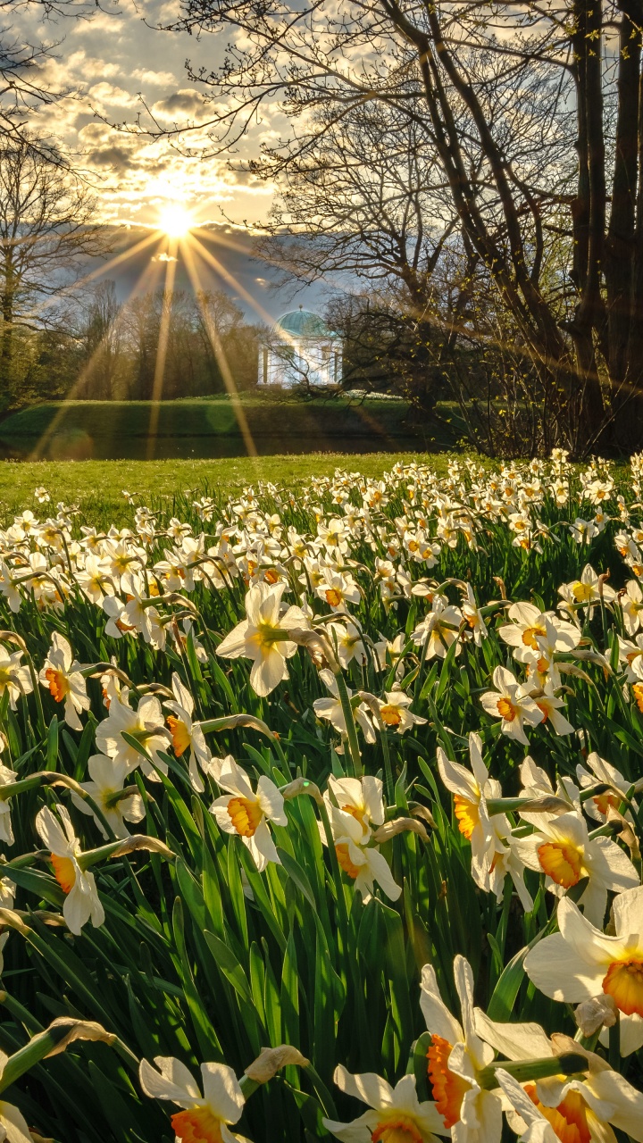 Flower, Plant, Light, Leaf, Petal. Wallpaper in 720x1280 Resolution