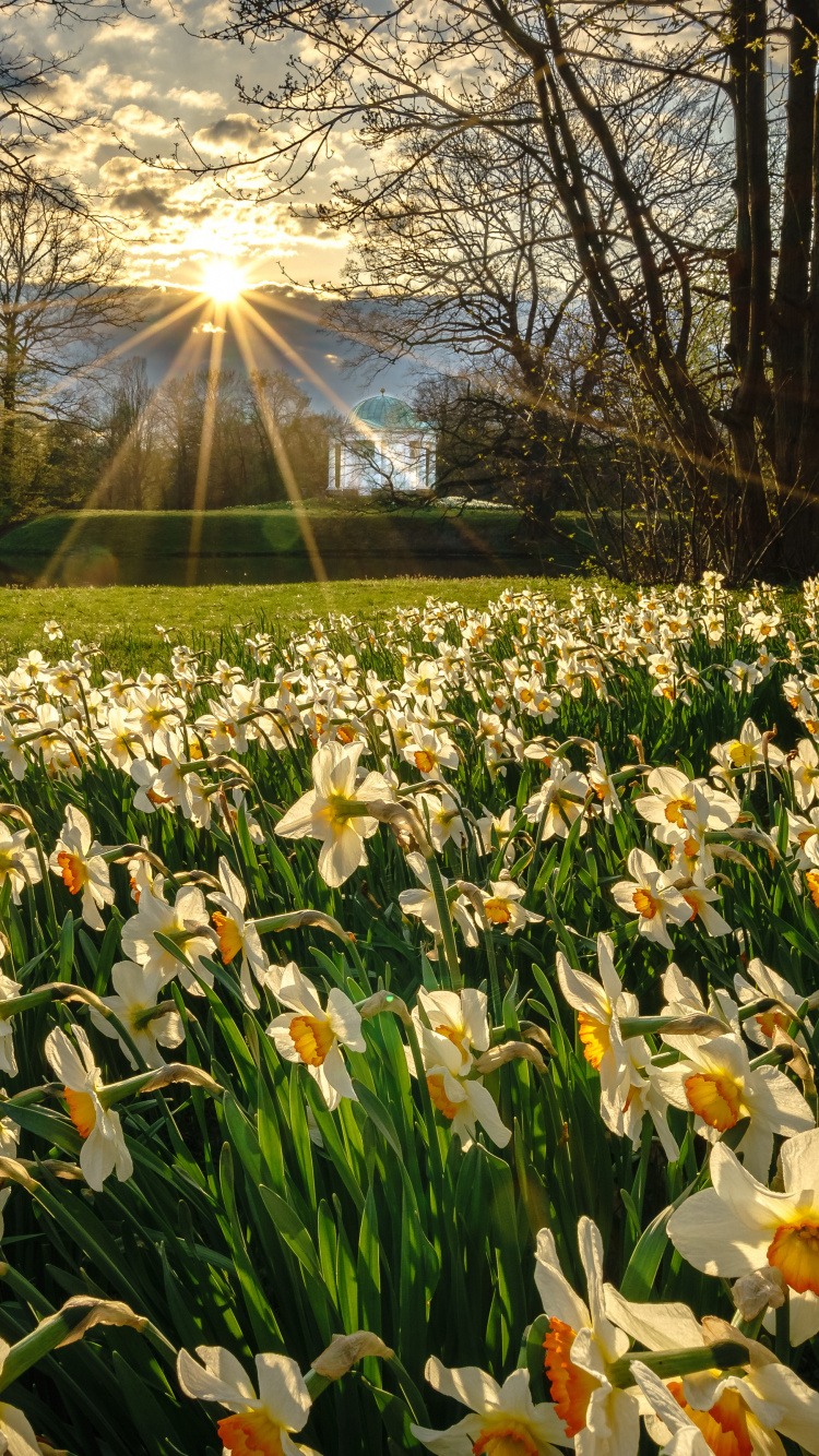 Flower, Plant, Light, Leaf, Petal. Wallpaper in 750x1334 Resolution