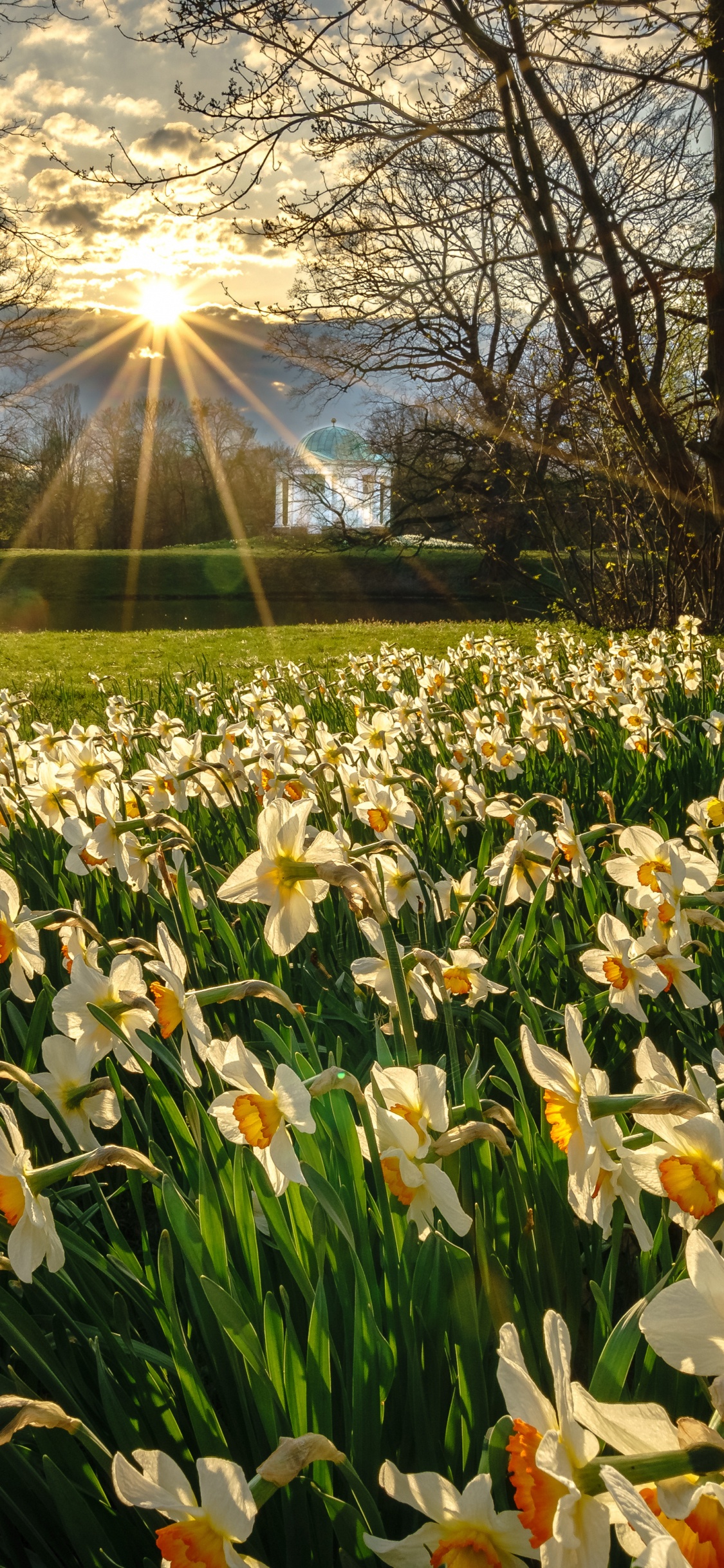 Lumière, Feuille, Pétale, Les Gens Dans la Nature, Nature. Wallpaper in 1125x2436 Resolution
